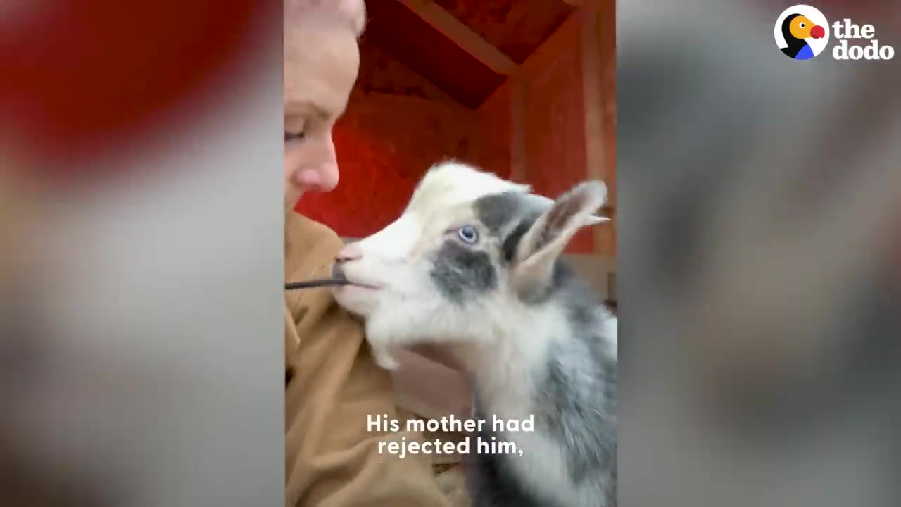 A small black and white young goat nuzzles up against a person wearing a brown coat.