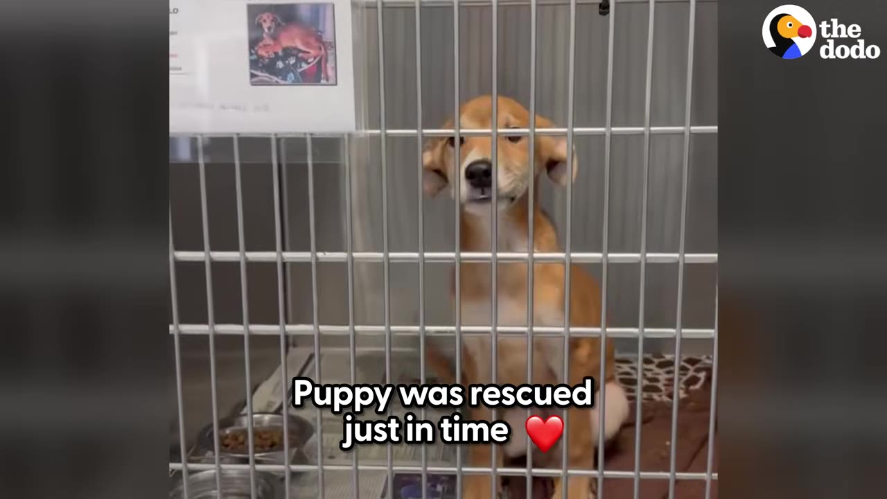A small brown and white puppy sitting inside a metal shelter cage looking directly out through the bars.