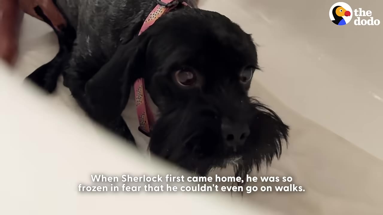 A close-up of a black dog with wide, fearful eyes looking directly at the camera while lying down.