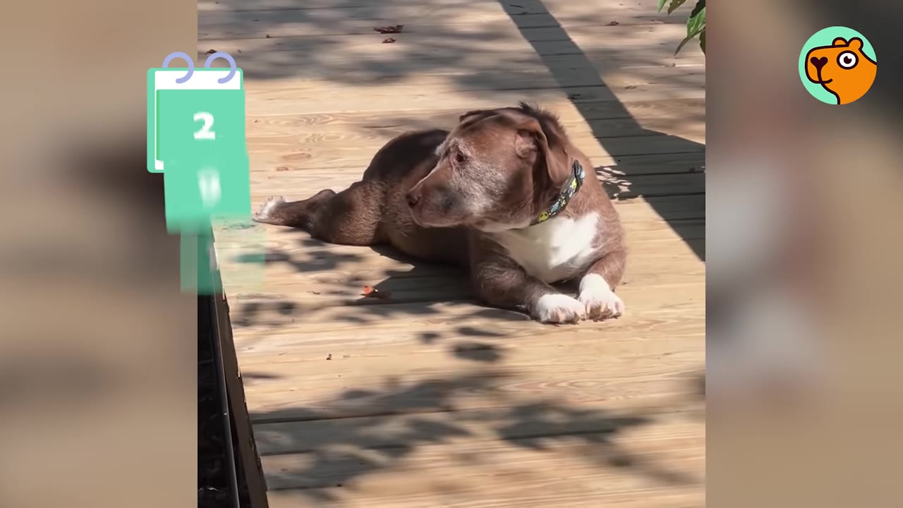 A brown and white dog lying down on a wooden deck outdoors, looking off to the side.