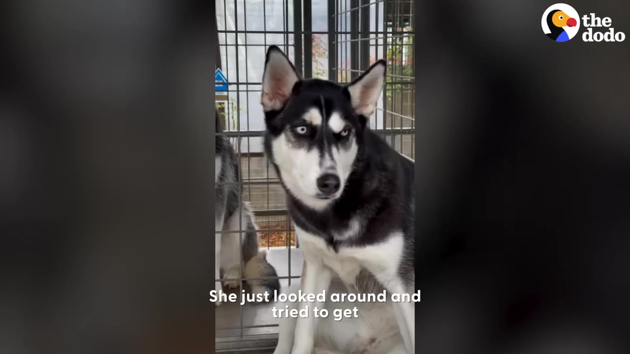 A husky sitting inside an animal shelter cage looking toward the camera with an anxious expression.