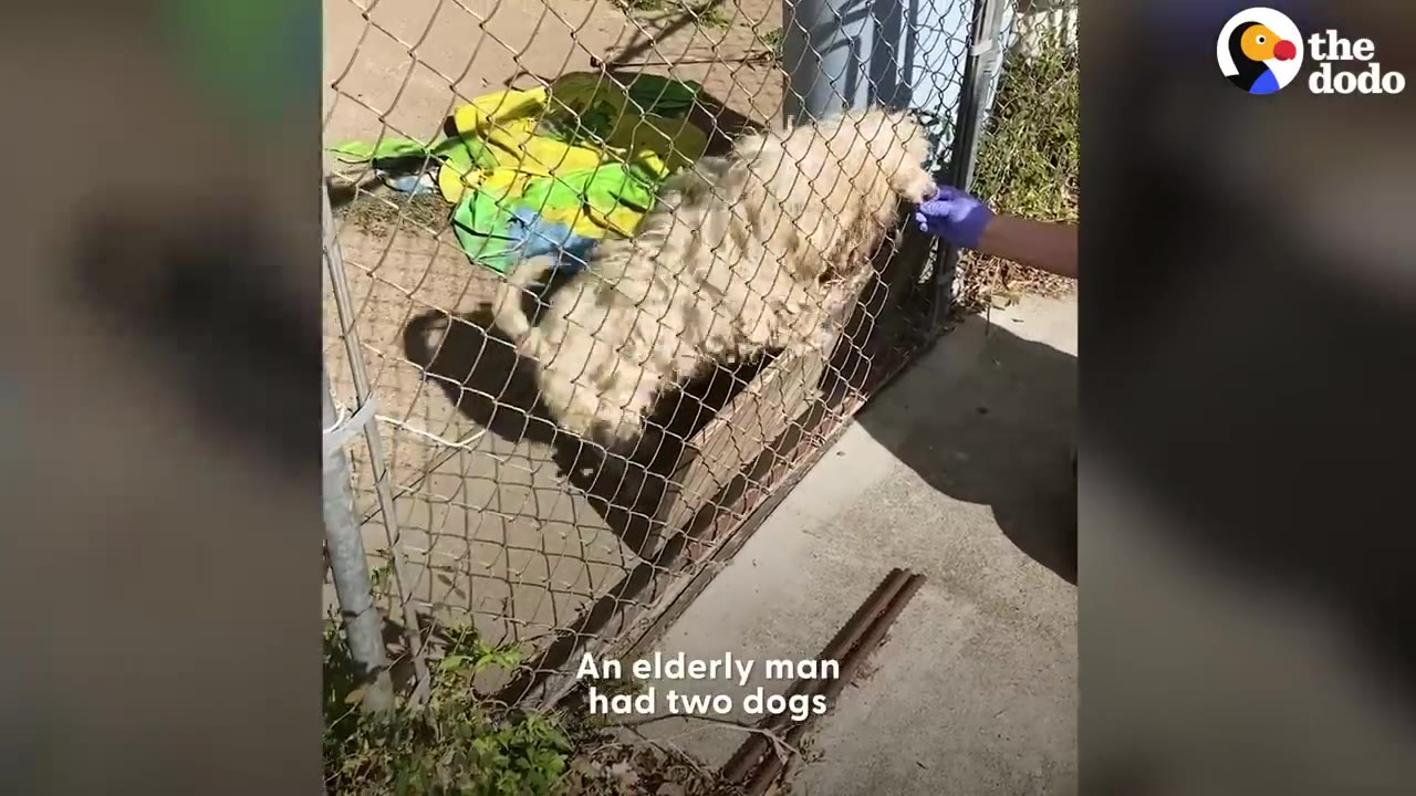 A small dog with heavily matted fur stands inside a chain-link fence enclosure as a person wearing a purple glove reaches out to touch it.