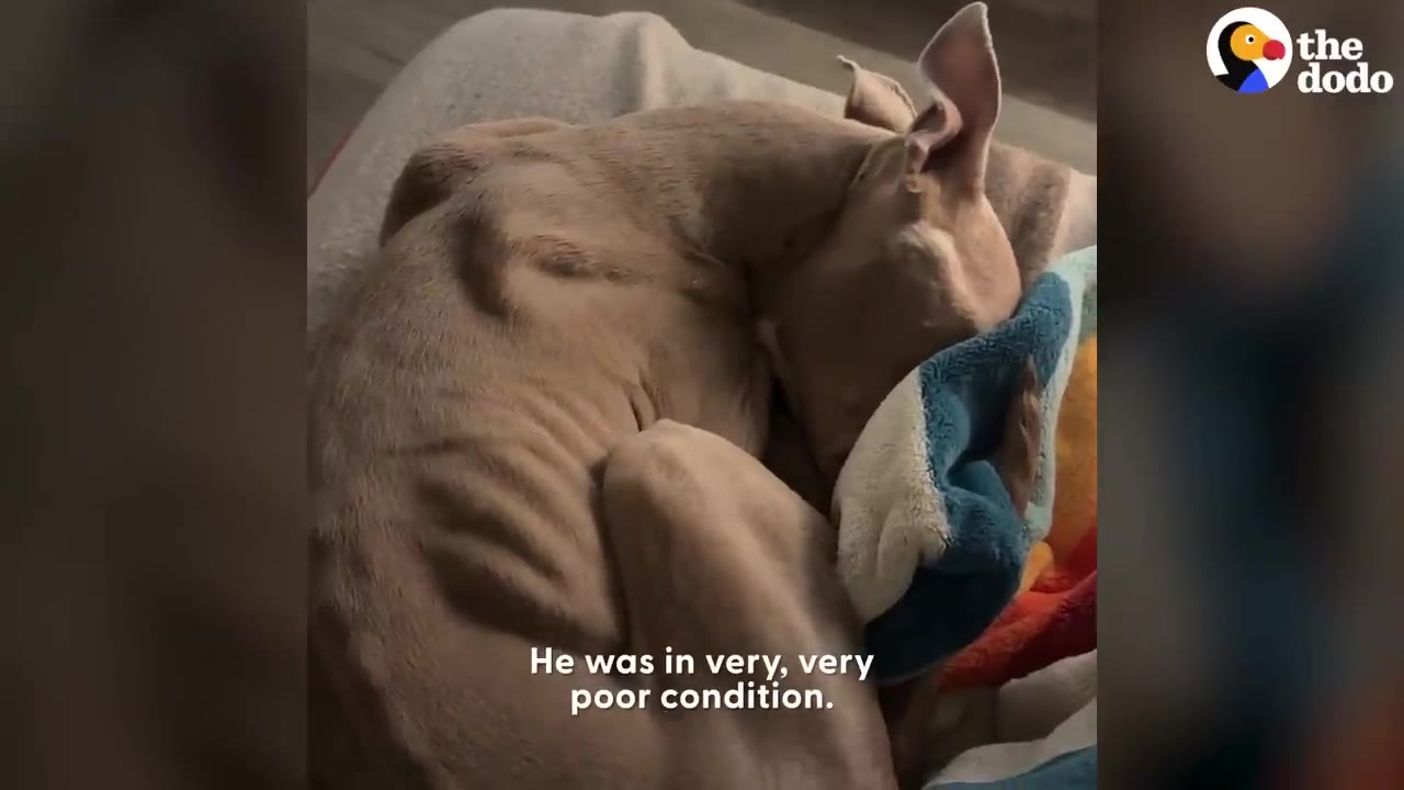 An emaciated light brown dog curled up on a bed, with its ribs and spine visibly protruding.