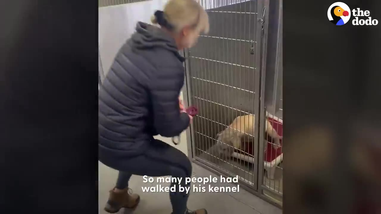 A woman crouching outside a metal shelter kennel holding a leash while a dog sits inside.