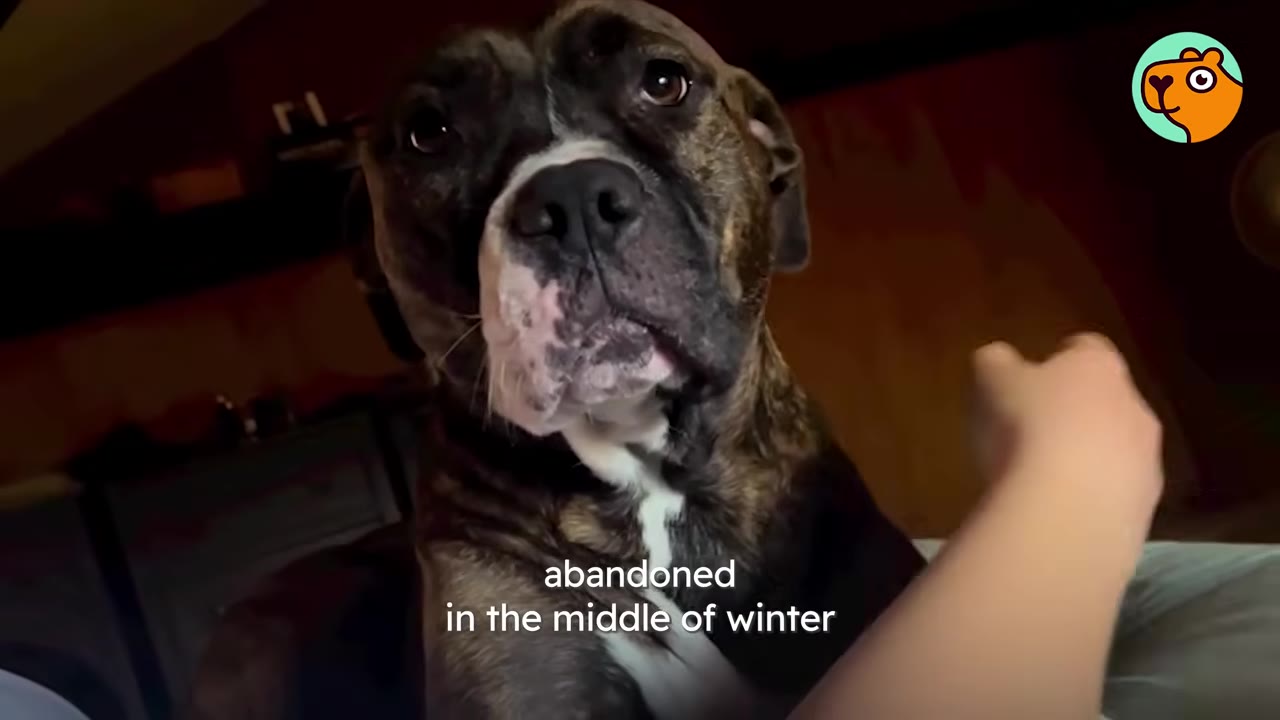A close-up of a brindle and white dog looking up toward the camera with soft eyes.