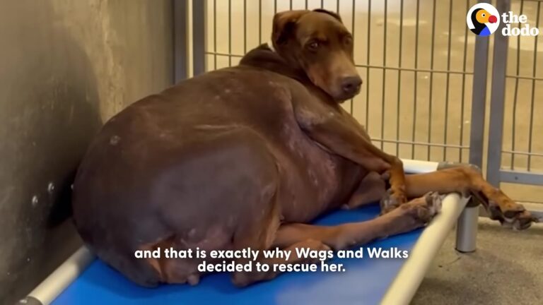 Nobody At This California Rescue Had Seen A Doberman This Heavy, And Her Diagnosis Explained Why