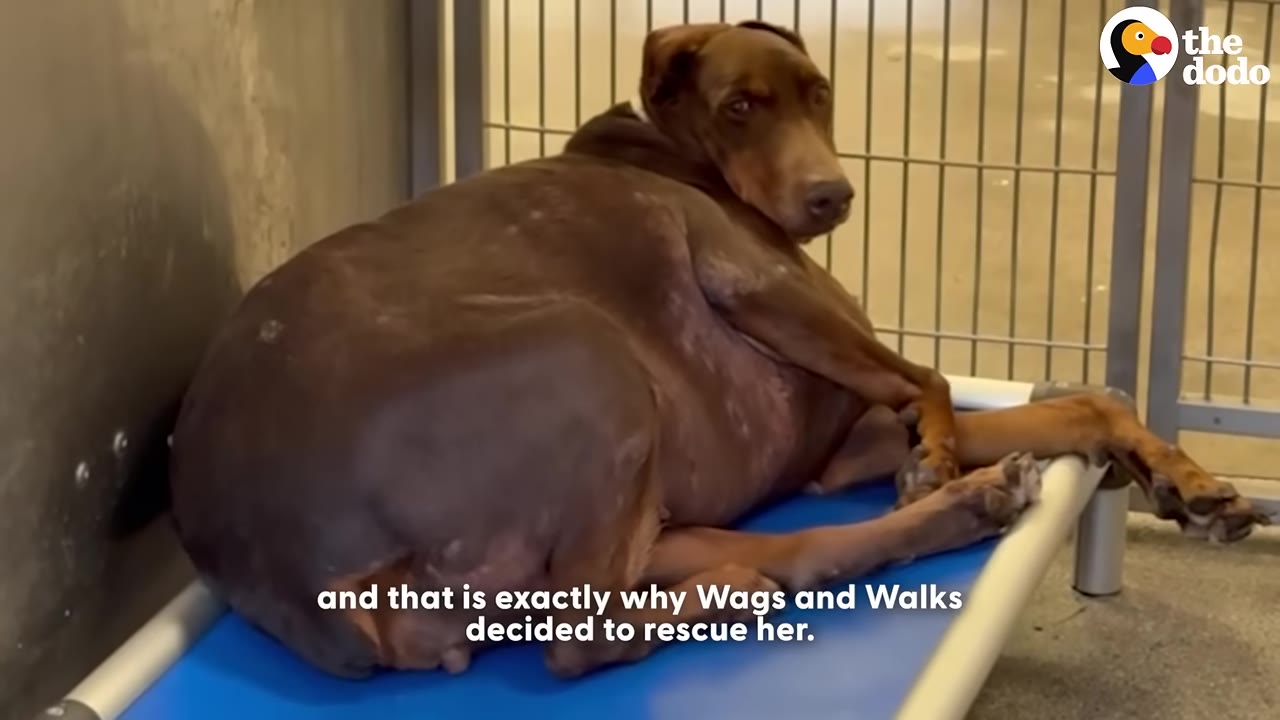 An extremely overweight brown Doberman named Jenny lies on a blue raised cot inside a kennel, looking back over her shoulder.