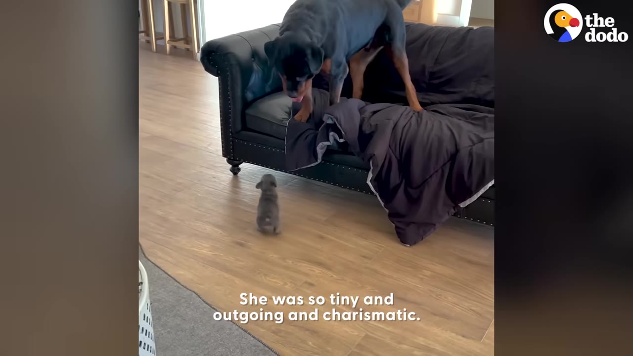A large Rottweiler stands tentatively on a dark leather couch looking down at a tiny gray puppy standing on the wooden floor.