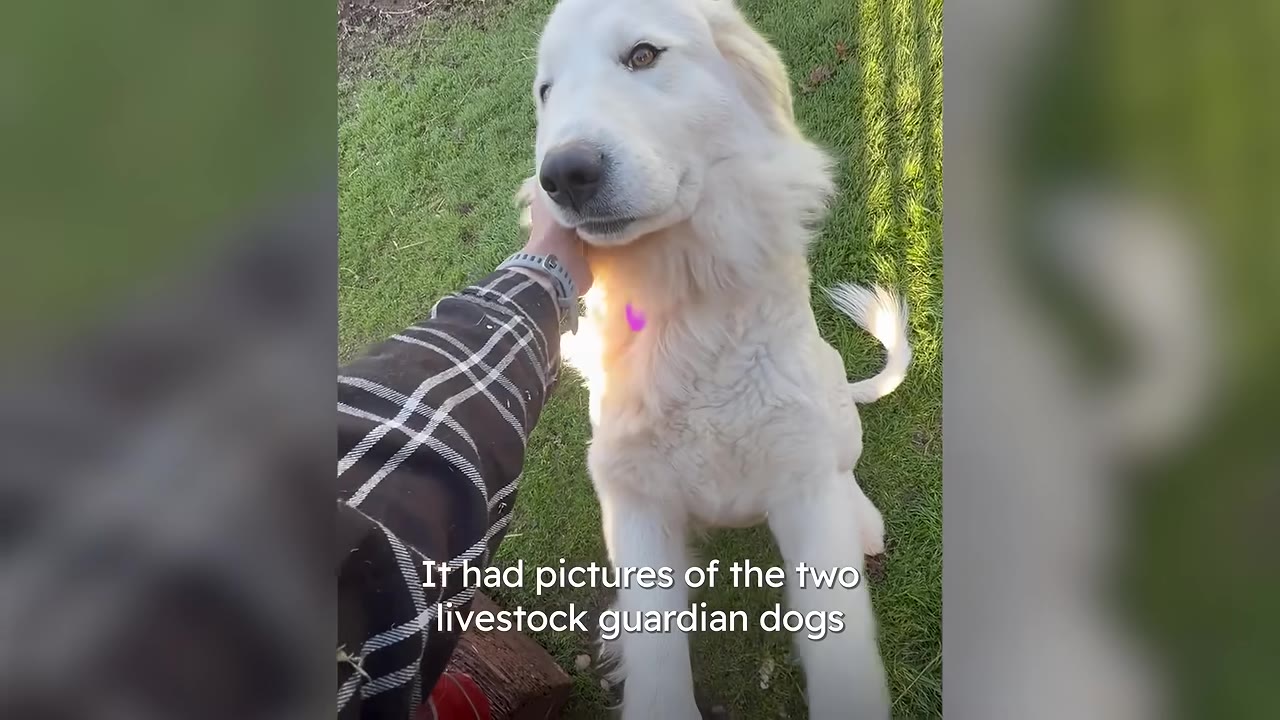 A person in a plaid shirt pets a large white livestock guardian dog standing on its hind legs on a grassy lawn, with text overlay reading 'It had pictures of the two livestock guardian dogs'.