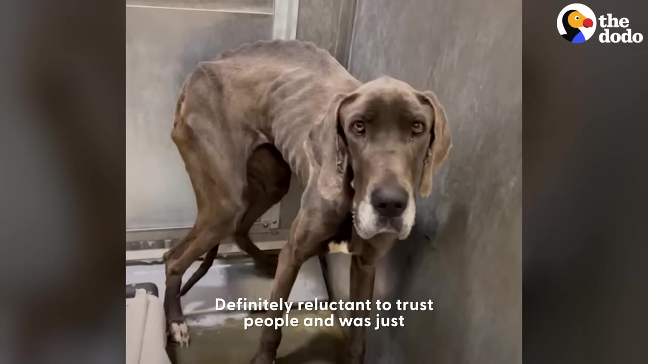 An extremely emaciated, thin grey dog stands hunched over in a corner with a sad, defeated expression.