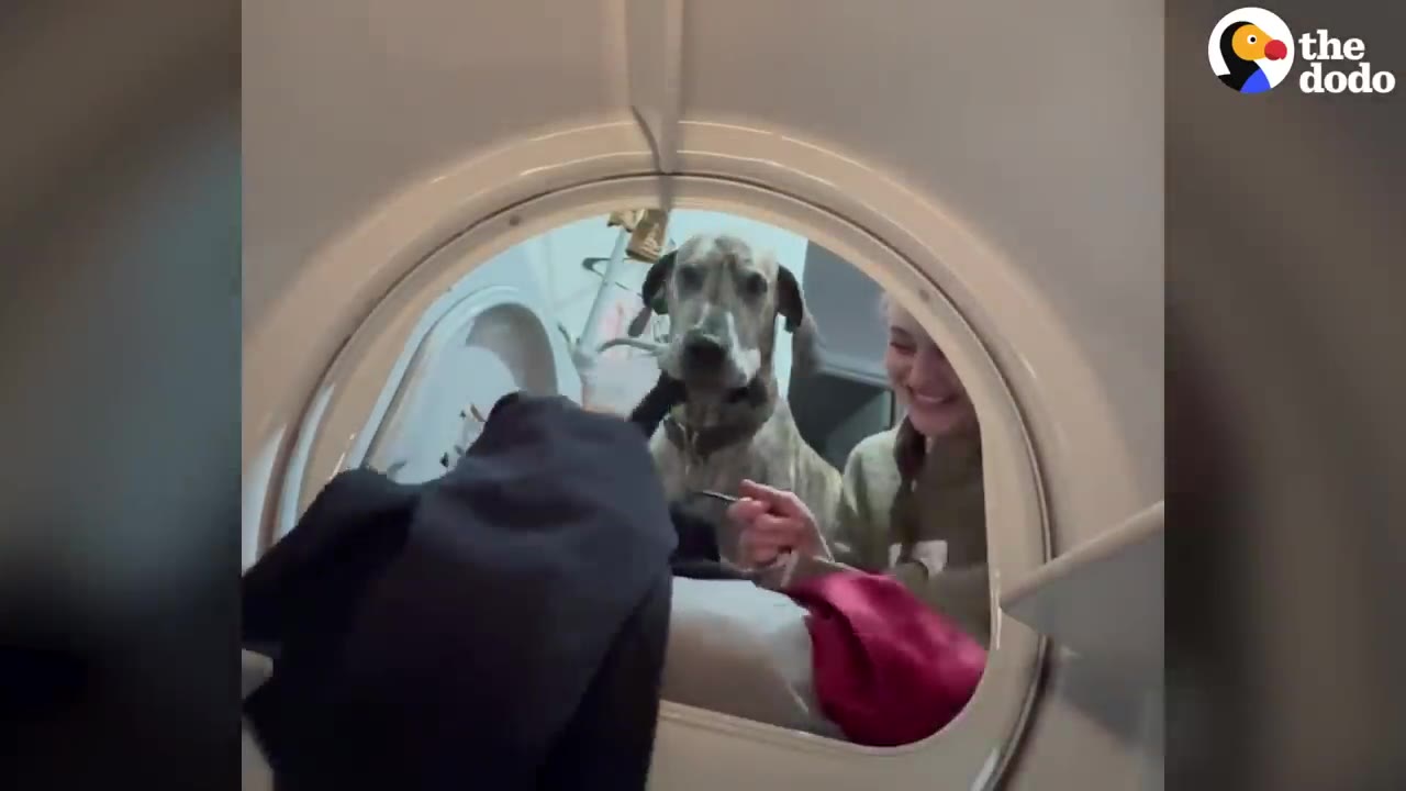 A large Great Dane dog and a smiling woman seen through the circular opening of a front-loading washing machine or dryer as they handle laundry.