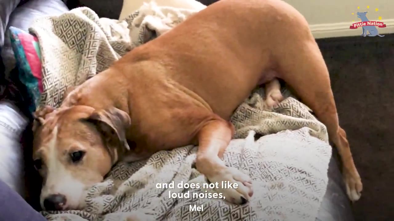A tan and white dog lying on a patterned blanket on a couch with a concerned facial expression.