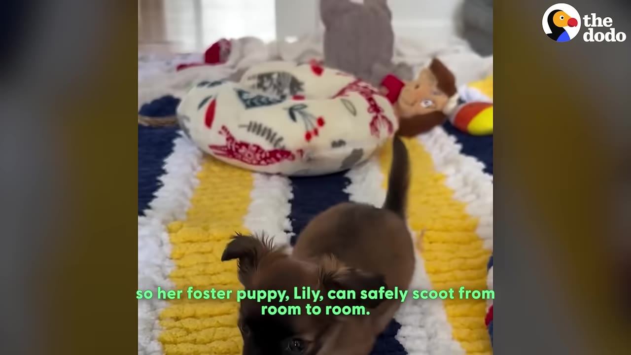 A small brown puppy stands on a yellow, white, and blue striped blanket spread across the floor, with toys in the background.