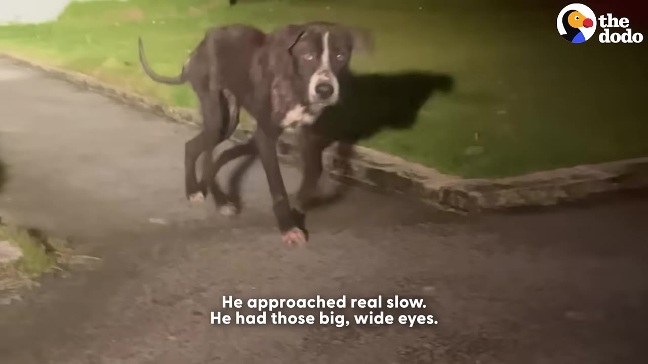 A thin, dark-colored dog with a white patch on its face walks slowly along a paved path at night, looking directly at the camera with wide eyes.