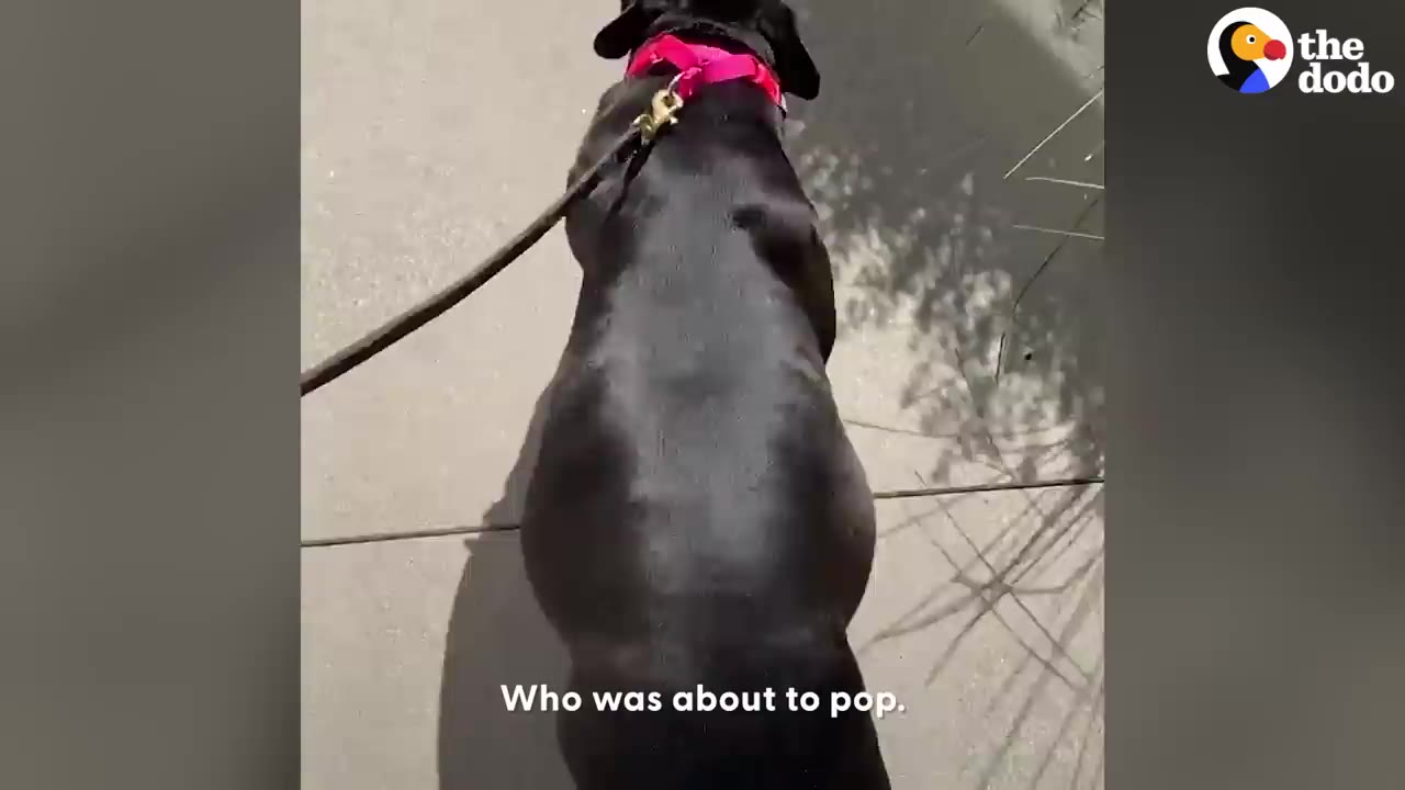An overhead view of a pregnant black dog walking on a leash outdoors.