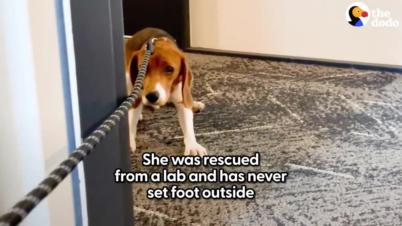 A brown and white beagle on a leash looks hesitant and fearful as she stands on a carpeted floor indoors.
