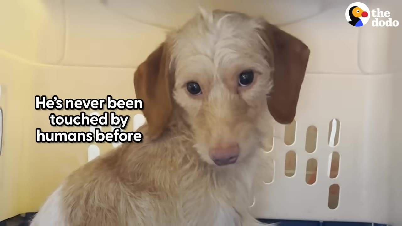A small light brown dog sitting inside a plastic pet crate and looking towards the camera.