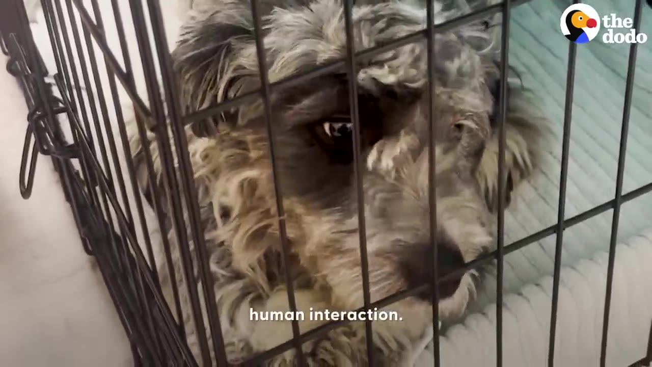 A close-up shot of a fluffy, grey-and-white dog looking out timidly from inside a black wire crate.
