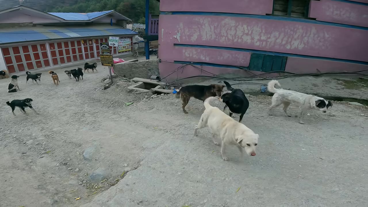 A pack of stray dogs of various breeds and colors walking on a dirt road in a village next to a pink building.