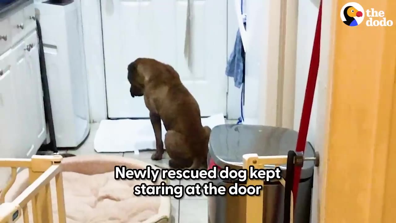 A brown dog sitting on the floor indoors facing a closed white door.