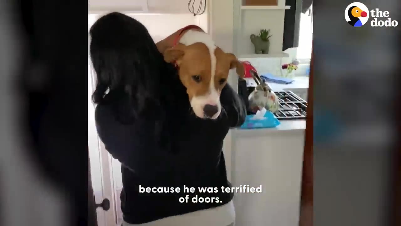 A brown and white dog with floppy ears is carried over a person's shoulder inside a house, looking slightly anxious.