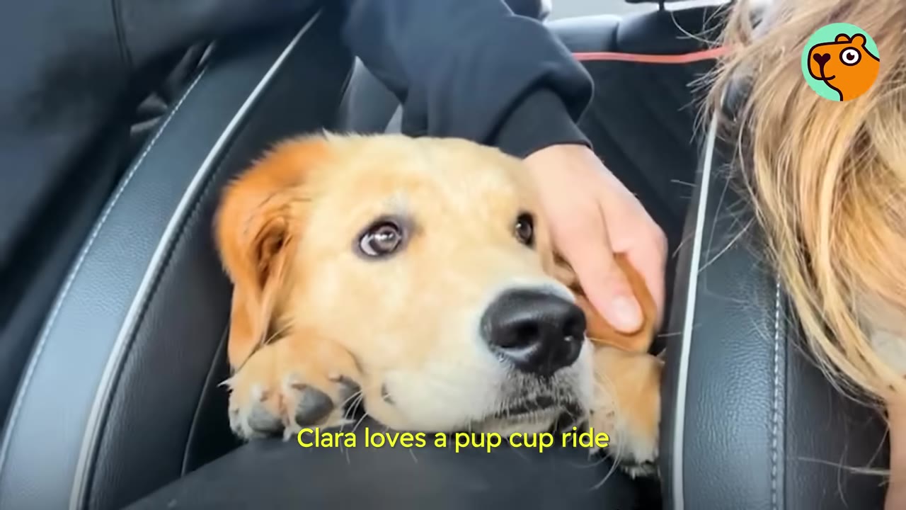 A young golden retriever rests her chin on the center console of a car while a person gently pets her head.