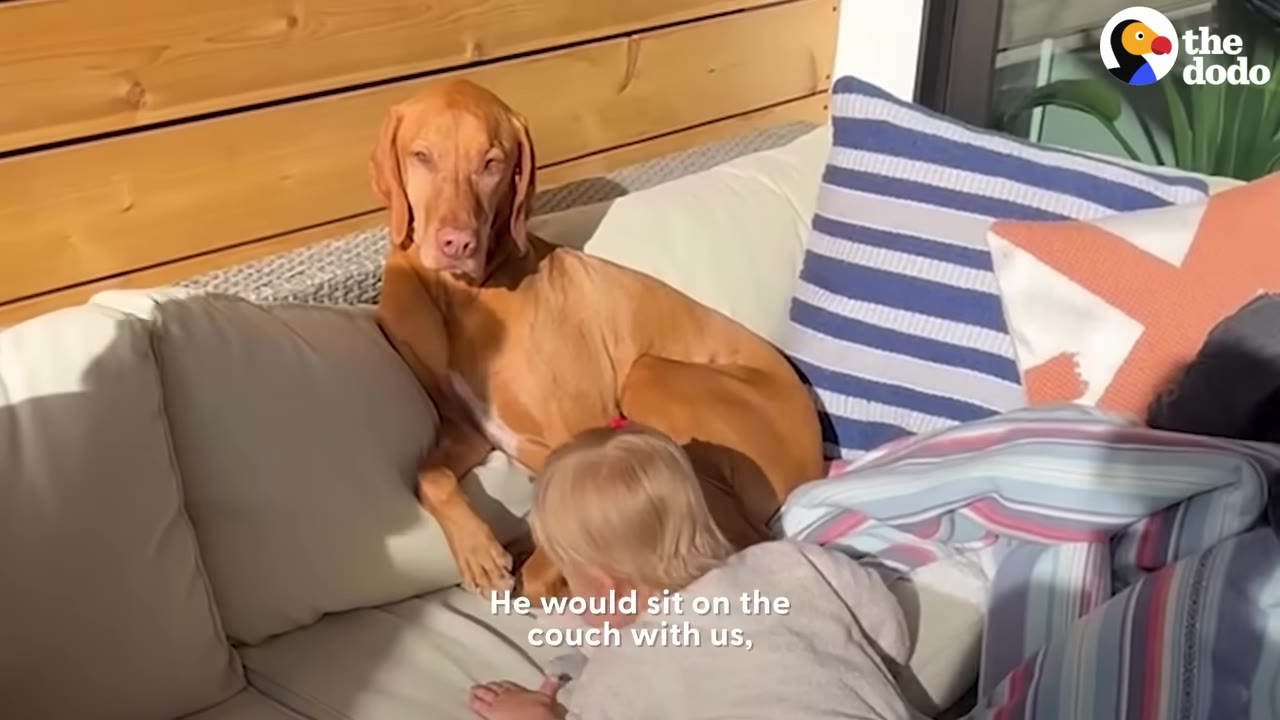 A brown Vizsla dog sitting calmly on a outdoor sectional couch next to a young child.