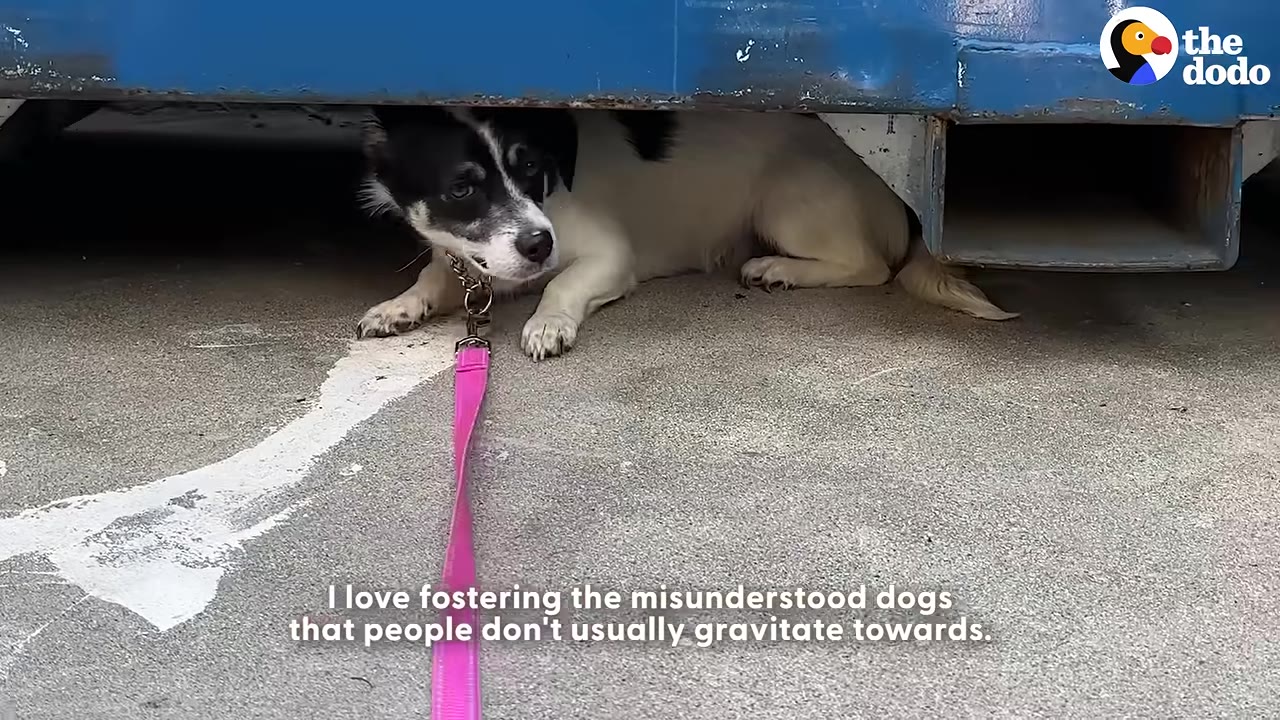 A small black and white dog with a pink leash lies flat on the concrete, hiding under the low clearance of a blue metal structure.