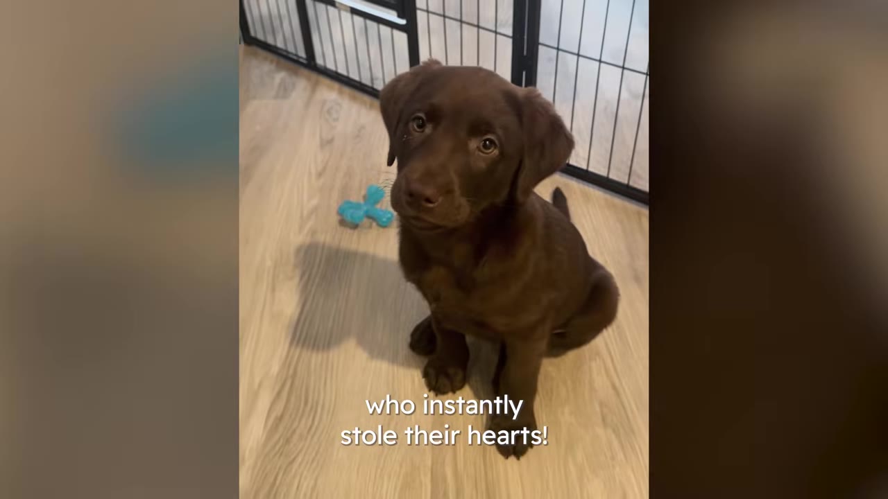 A chocolate Labrador puppy sits on a light wooden floor, looking up with curious eyes.