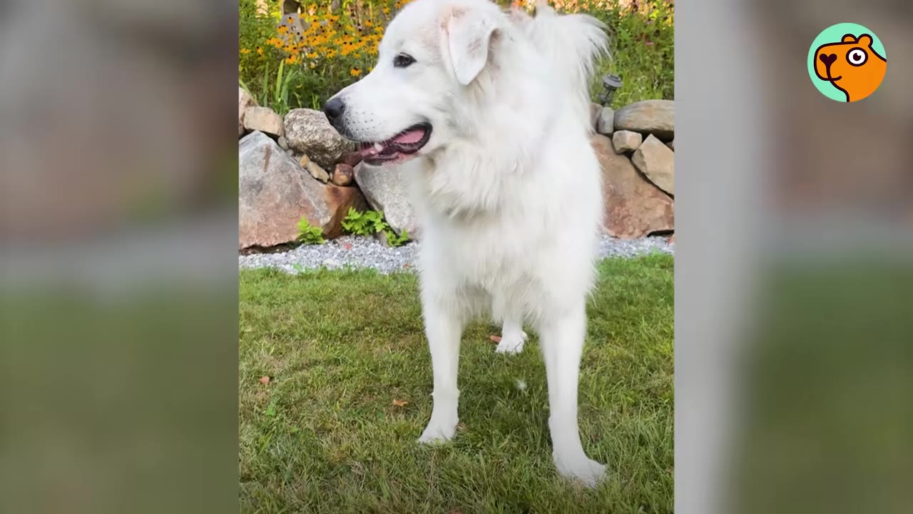 A large, fluffy white dog standing in profile on a green lawn in front of a stone wall and flowers.
