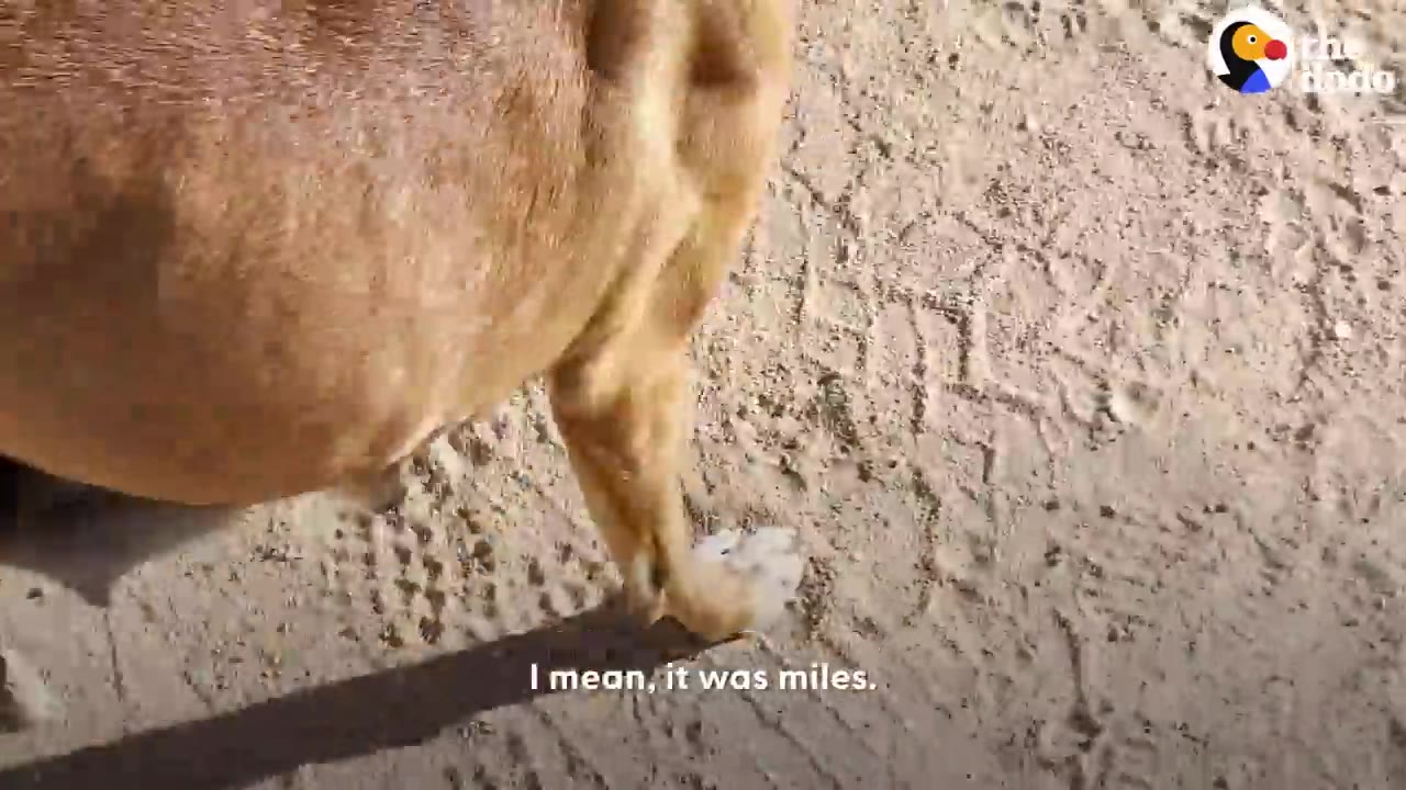 A tan dog walking across dry, sandy desert ground.