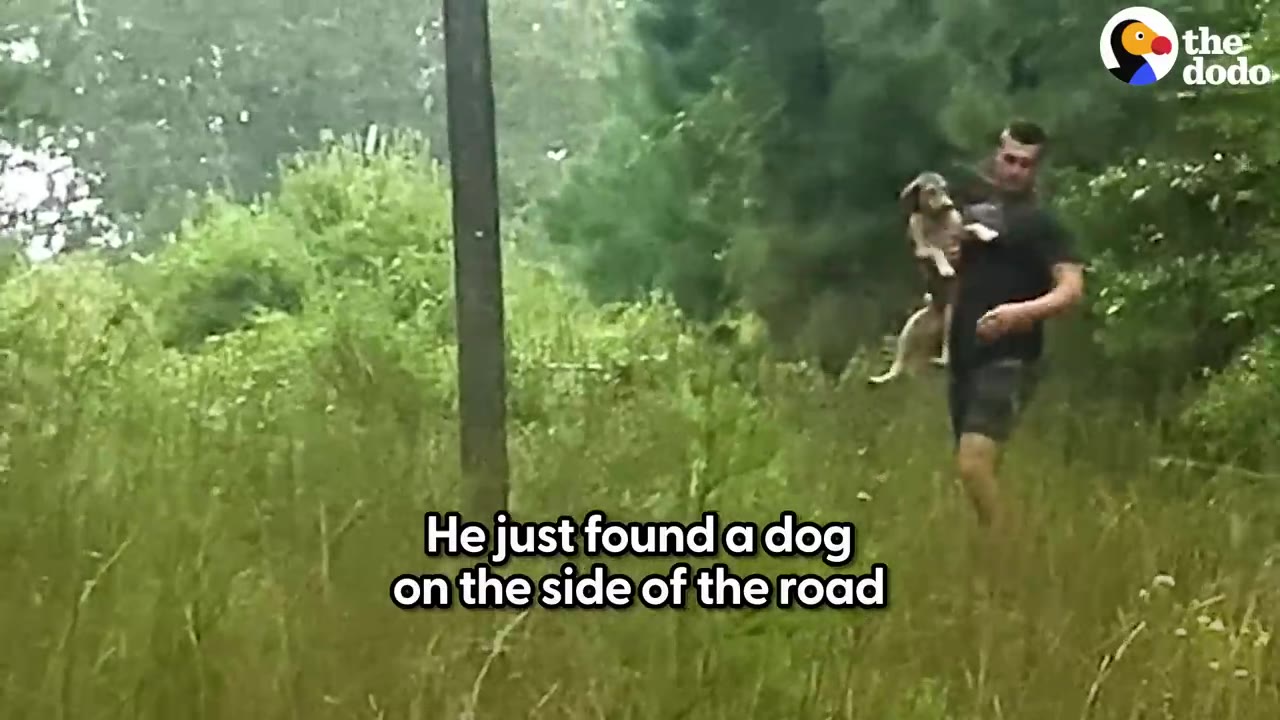 A man carrying a small dog through tall grass near a wooden pole on the side of a rural road.