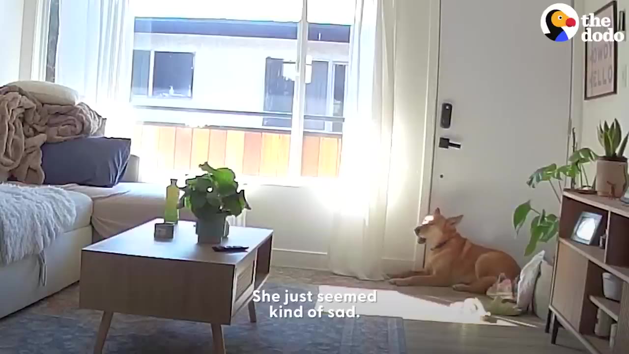 A tan dog lies on the floor near a closed front door in a bright living room, looking sad.