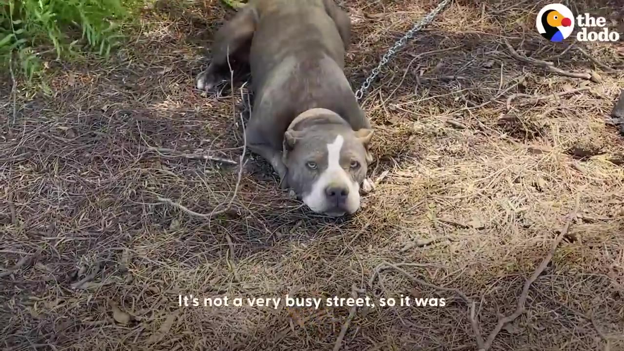 A gray and white pit bull lies on dry ground covered in pine needles and twigs, attached to a metal chain.