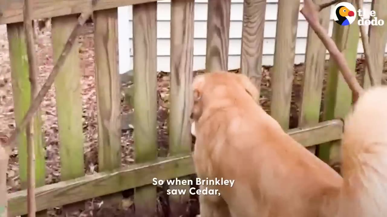 A golden retriever looking through the gaps of a wooden backyard fence.