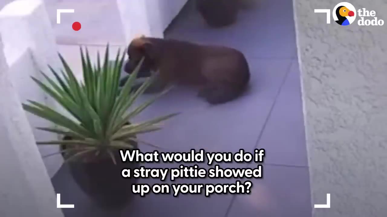 A brown dog lies down on a tiled porch next to a potted plant, captured on a security camera feed.