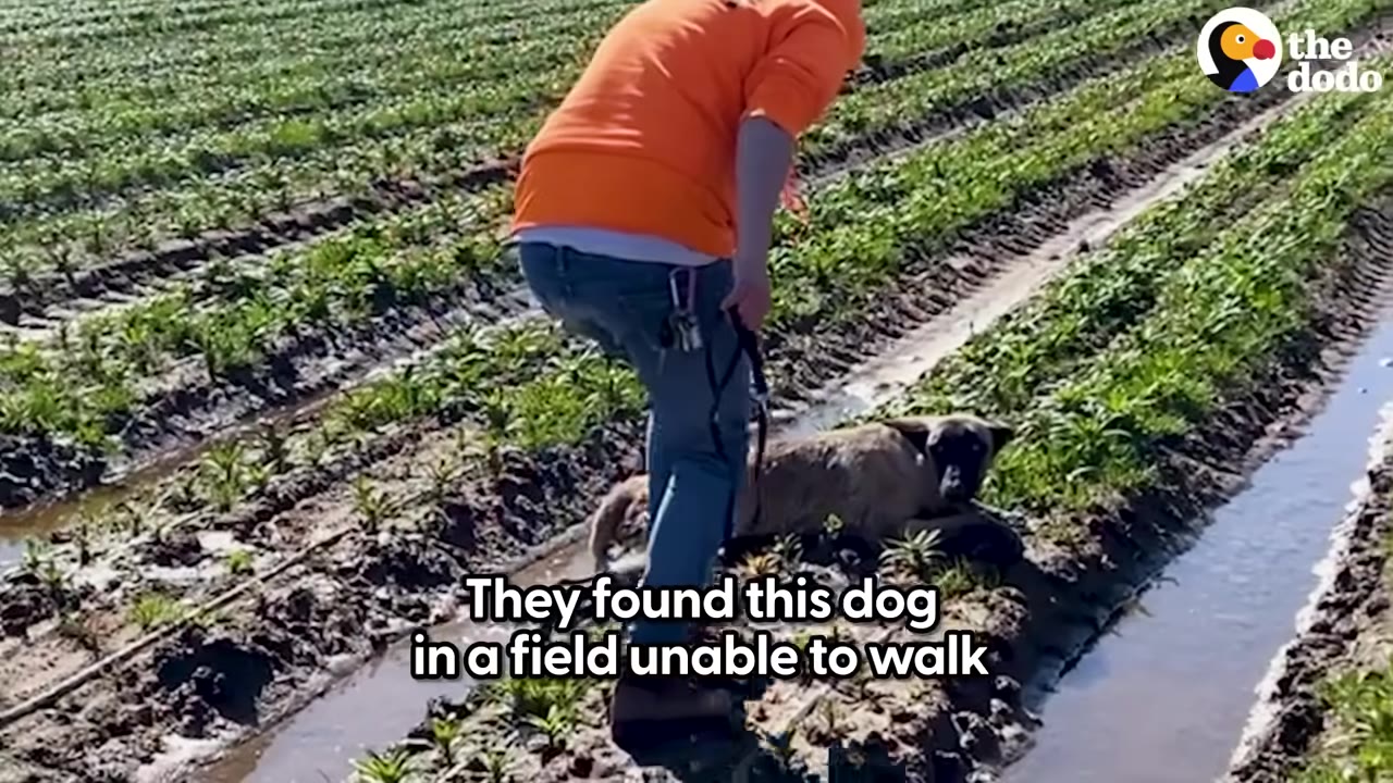 A rescuer in an orange sweatshirt stands over a dog lying in a muddy farm field.