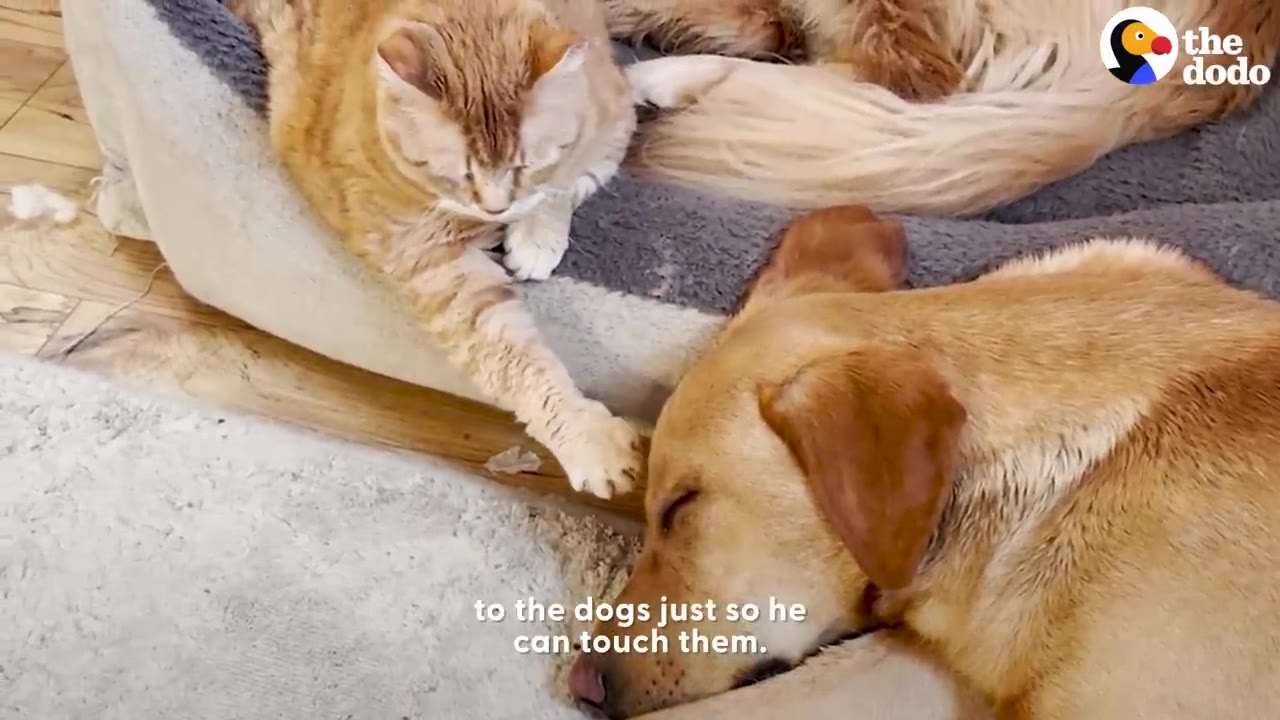 An orange cat sitting in a pet bed reaches its paw out to touch a sleeping golden retriever dog lying on the floor next to it.