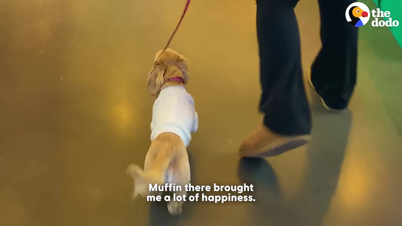 A small long-haired dachshund wearing a white sweater walks on a leash next to a person walking indoors.