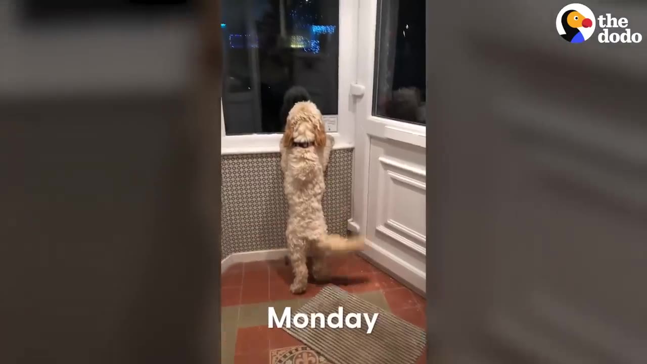 A fluffy golden dog standing on its hind legs at a front door, peering out the window.