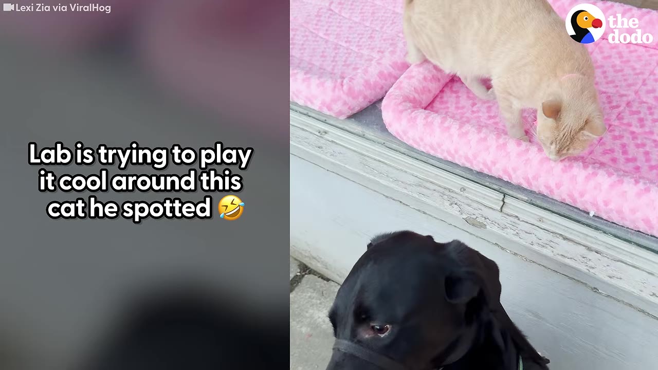 A black Labrador dog looks up towards a light orange cat sitting on a pink bed inside a window display.