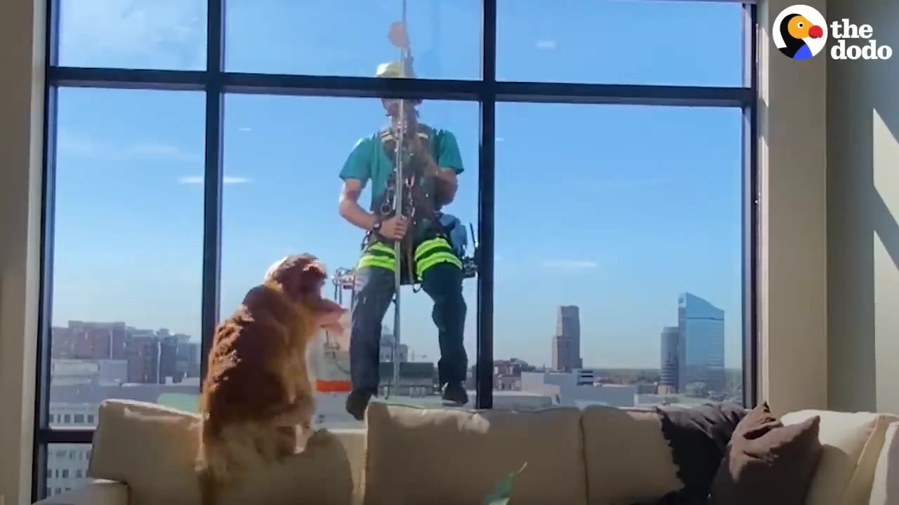 A golden-furred dog stands on a couch inside a high-rise apartment, looking through a large window at a window washer suspended outside.