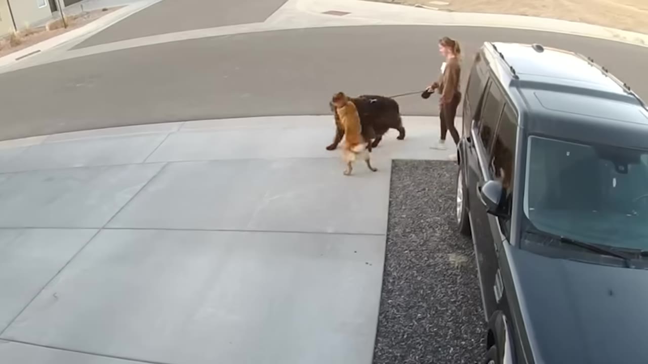 A woman walking a large brown dog on a leash down the sidewalk past a parked car as another dog approaches them.