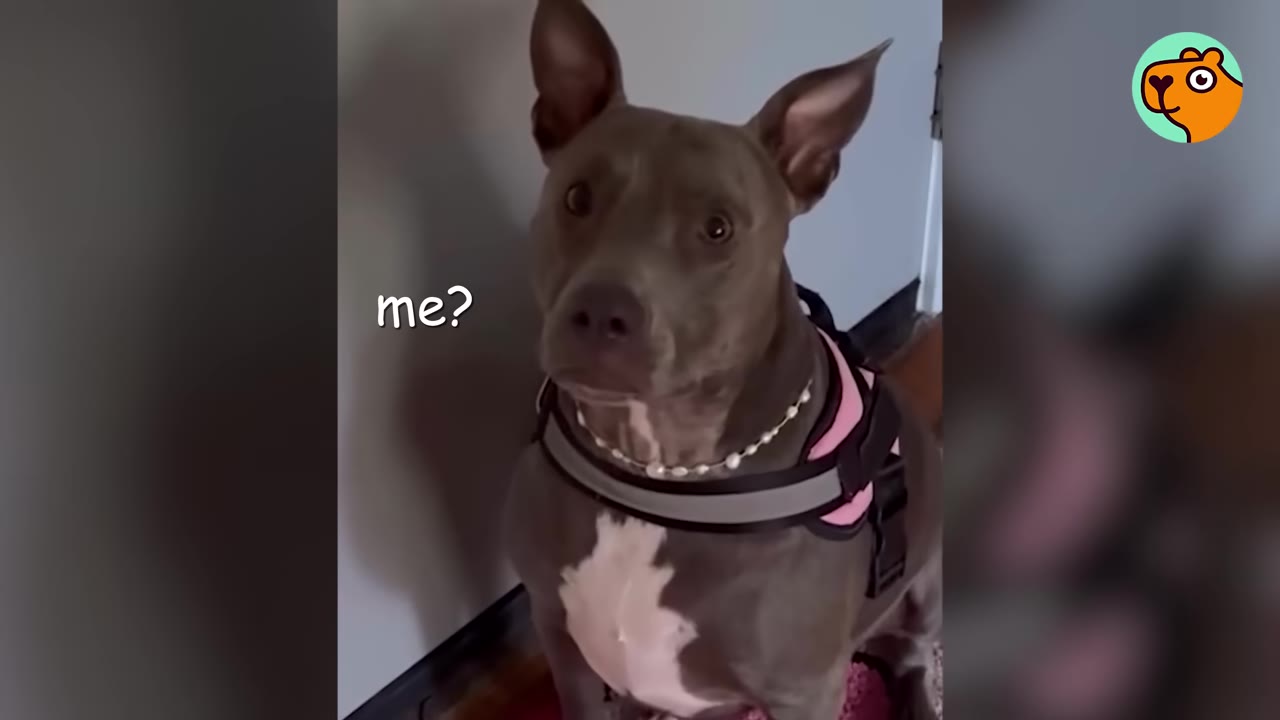 A gray and white pit bull breed dog sitting upright, wearing a harness and pearl necklace, looking directly into the camera.