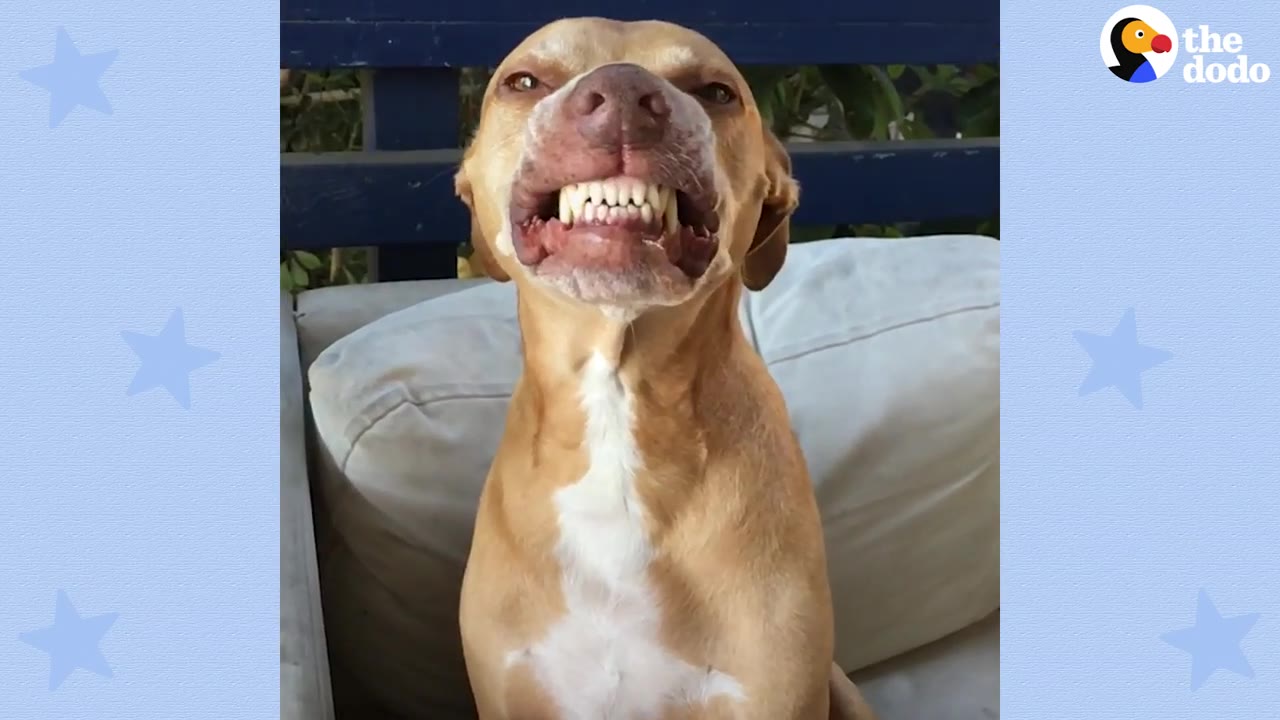 A tan dog sitting outdoors with a unique, toothy facial expression exposing its teeth.