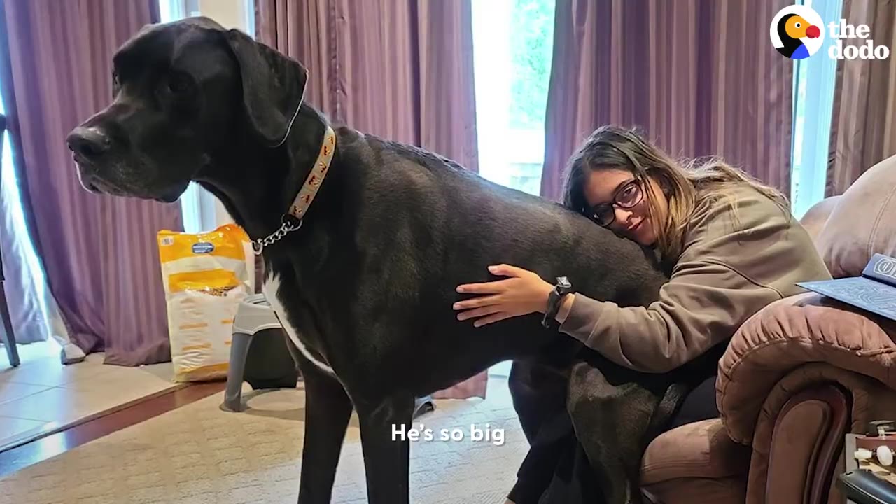 A very large black Great Dane stands indoors as a woman sitting in a chair hugs his side, illustrating his impressive size.