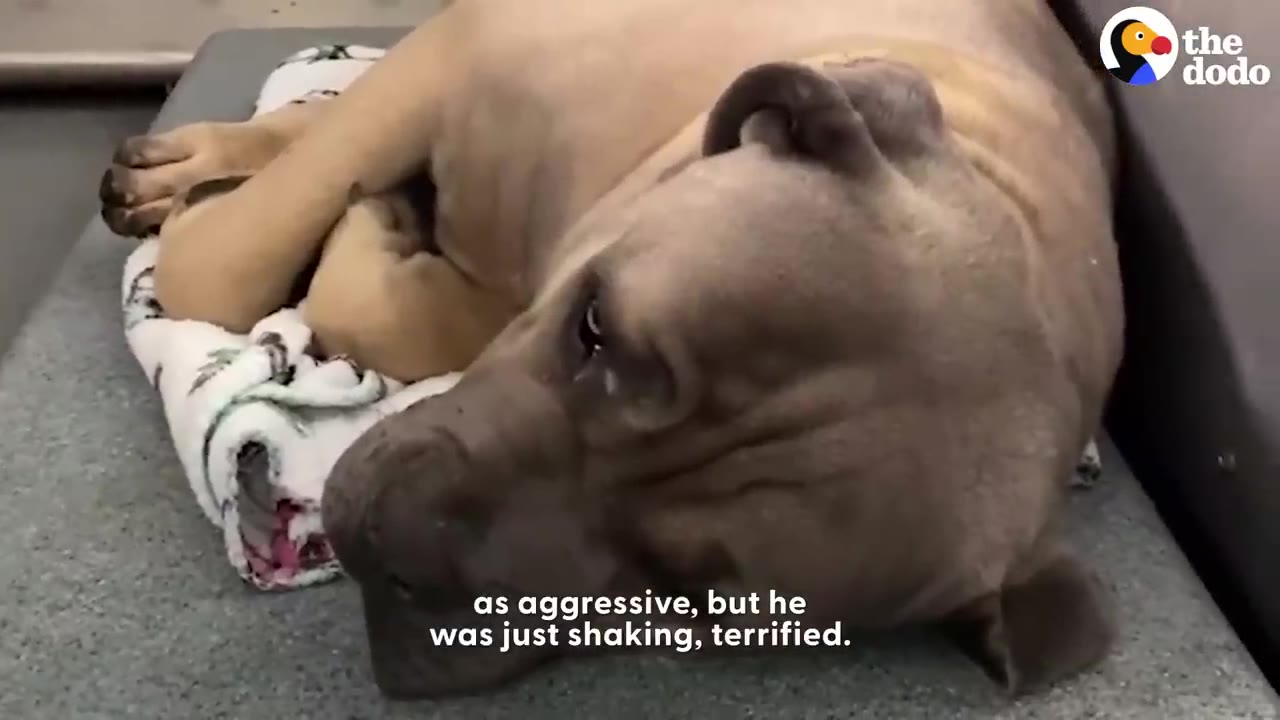 A large tan dog lying curled up on a blanket in a room, looking anxious.