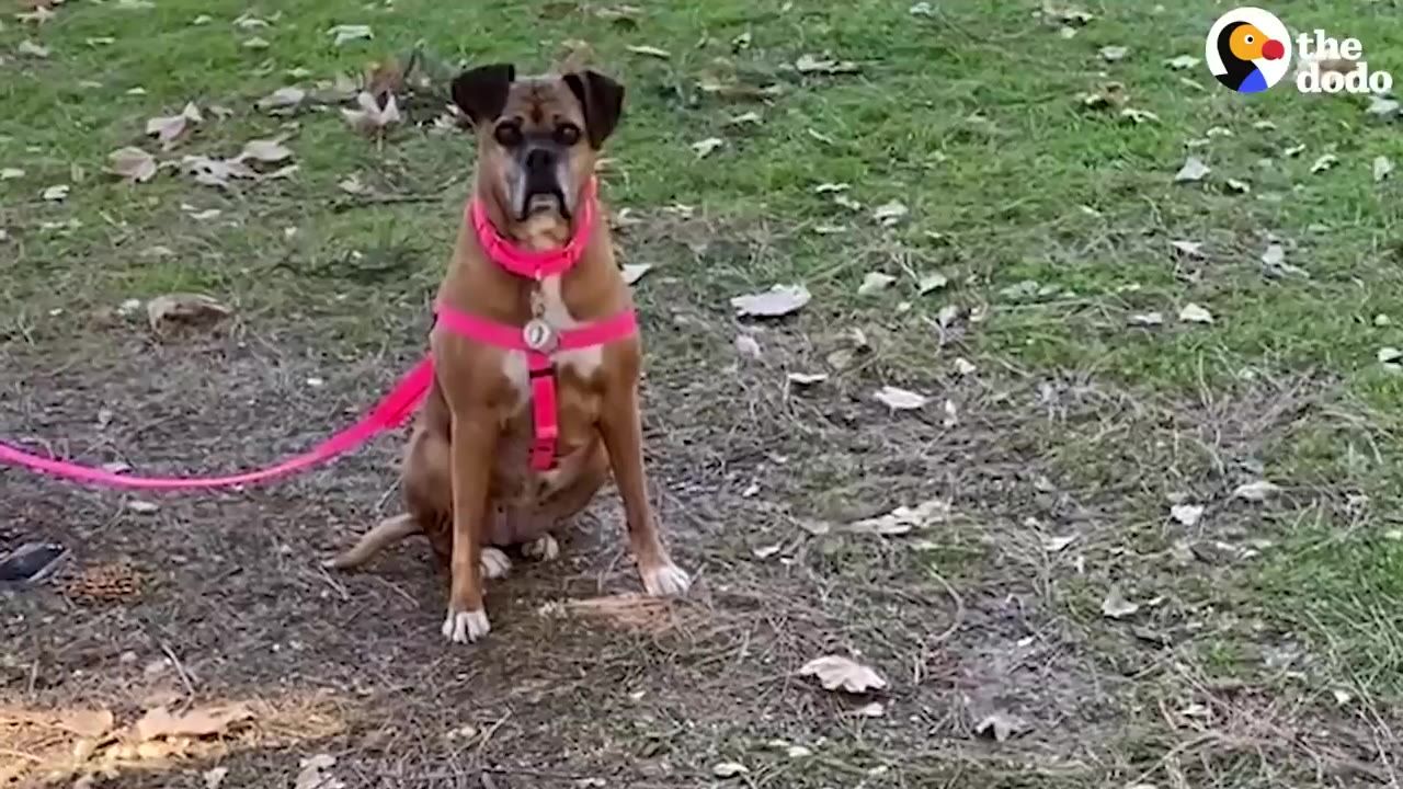 A brown boxer-mix dog wearing a bright pink harness and collar sits attentively on a grassy, leaf-strewn ground, looking directly at the camera.