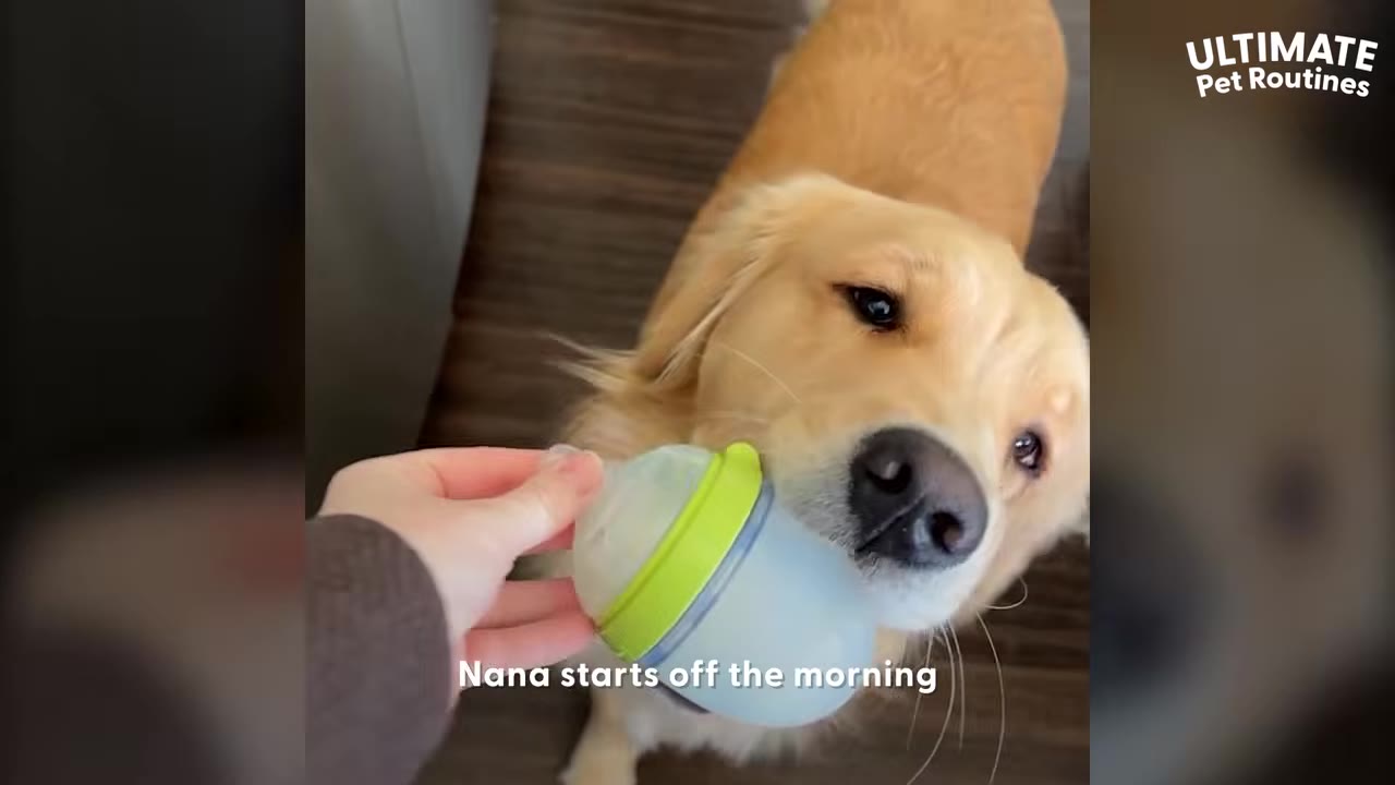 A golden retriever named Nana holding a green baby bottle cap in her mouth as a person holds it out to her.