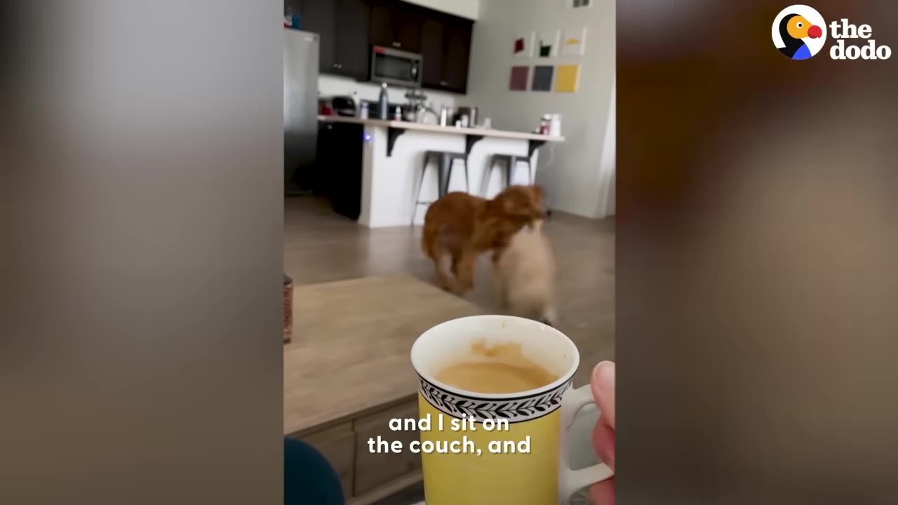 A person holding a yellow mug of coffee in the foreground while a golden retriever plays with a plush stuffed animal in a living room.
